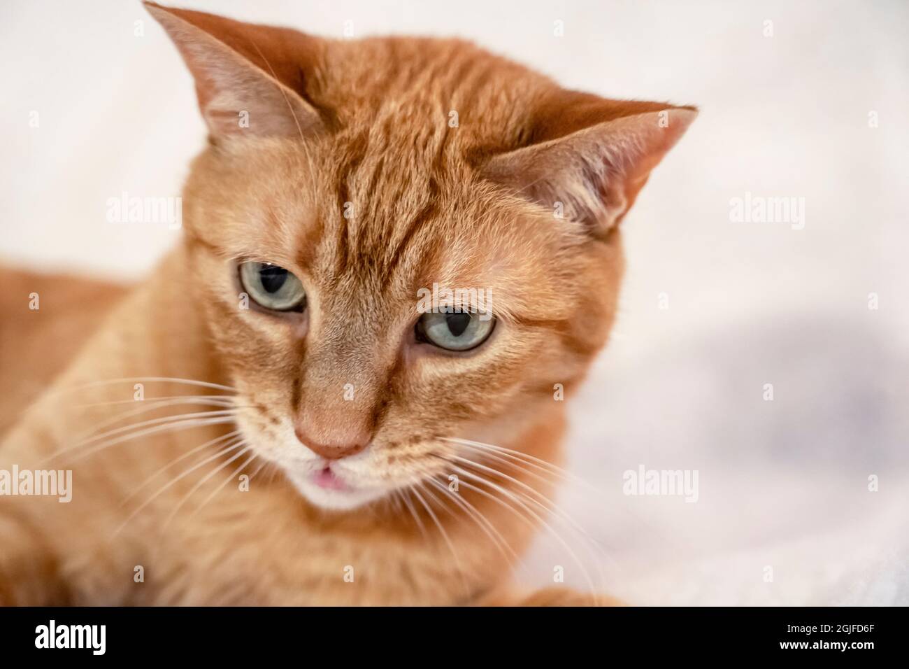 Domestic shorthair orange tabby discount