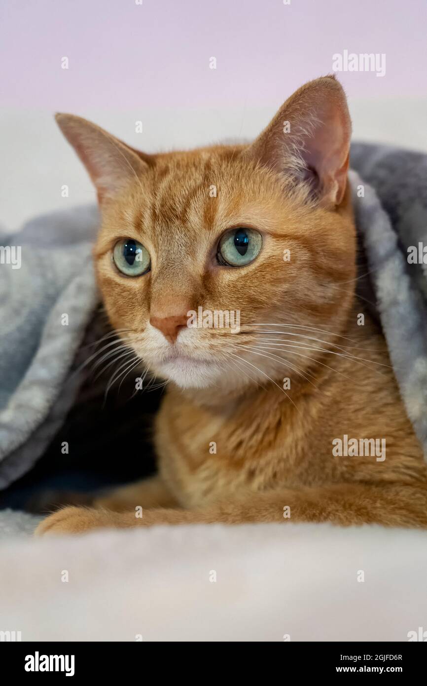 Shorthair domestic tabby cat hi-res stock photography and images - Alamy