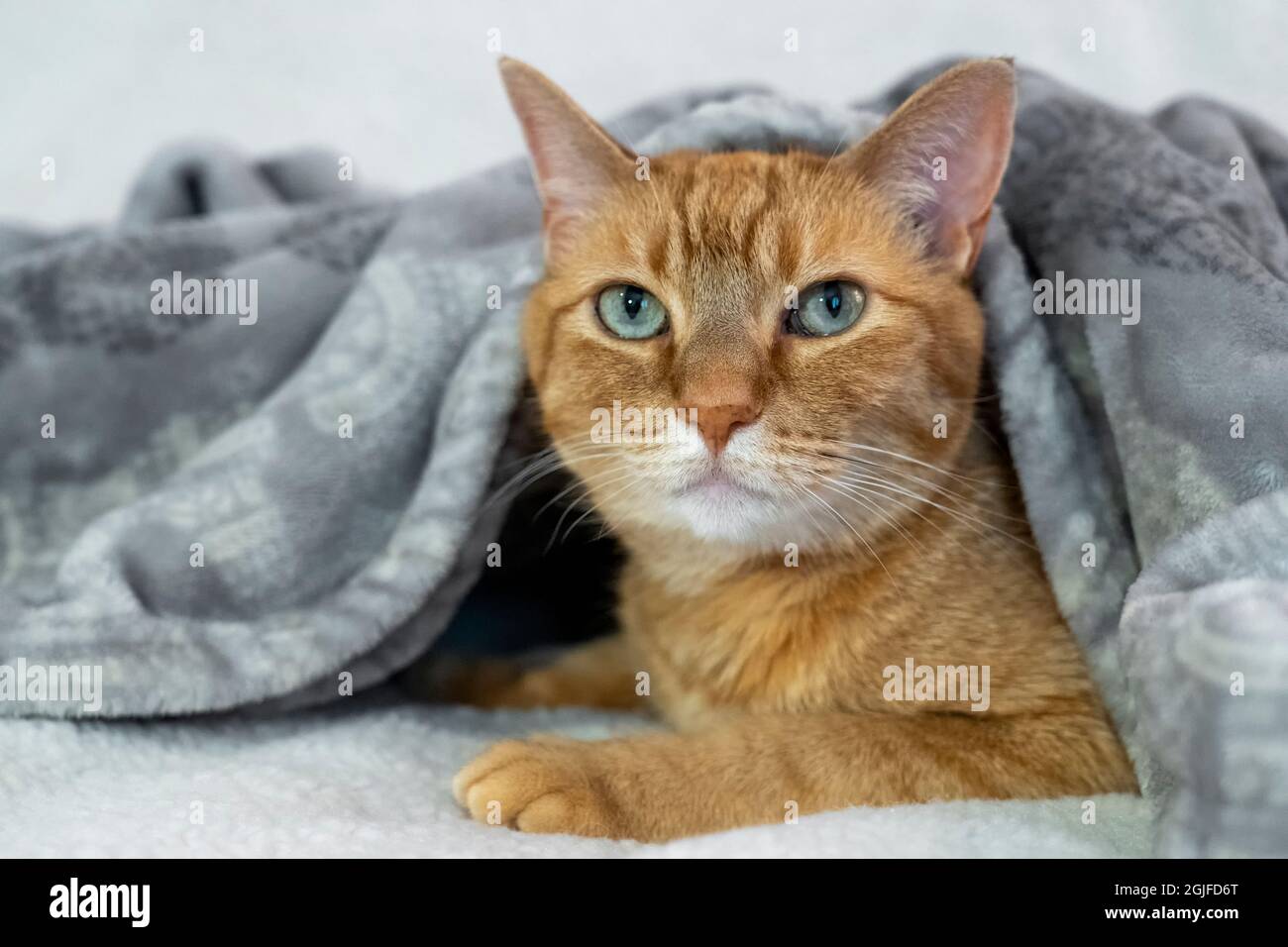 Tabby shorthair cat in hi-res stock photography and images - Alamy