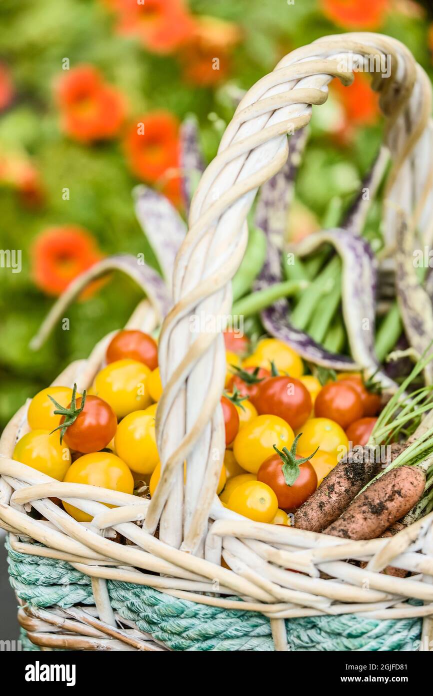 Issaquah, Washington, USA. Basket of freshly harvested organic produce, including red cherry tomatoes, yellow (Gold Nugget) cherry tomatoes, green pol Stock Photo
