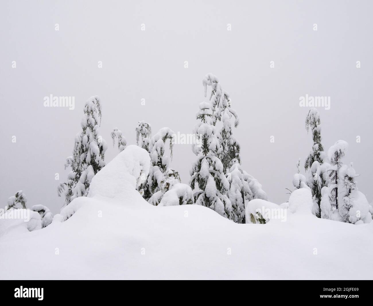 Landscape snow covered fir trees hi-res stock photography and images ...