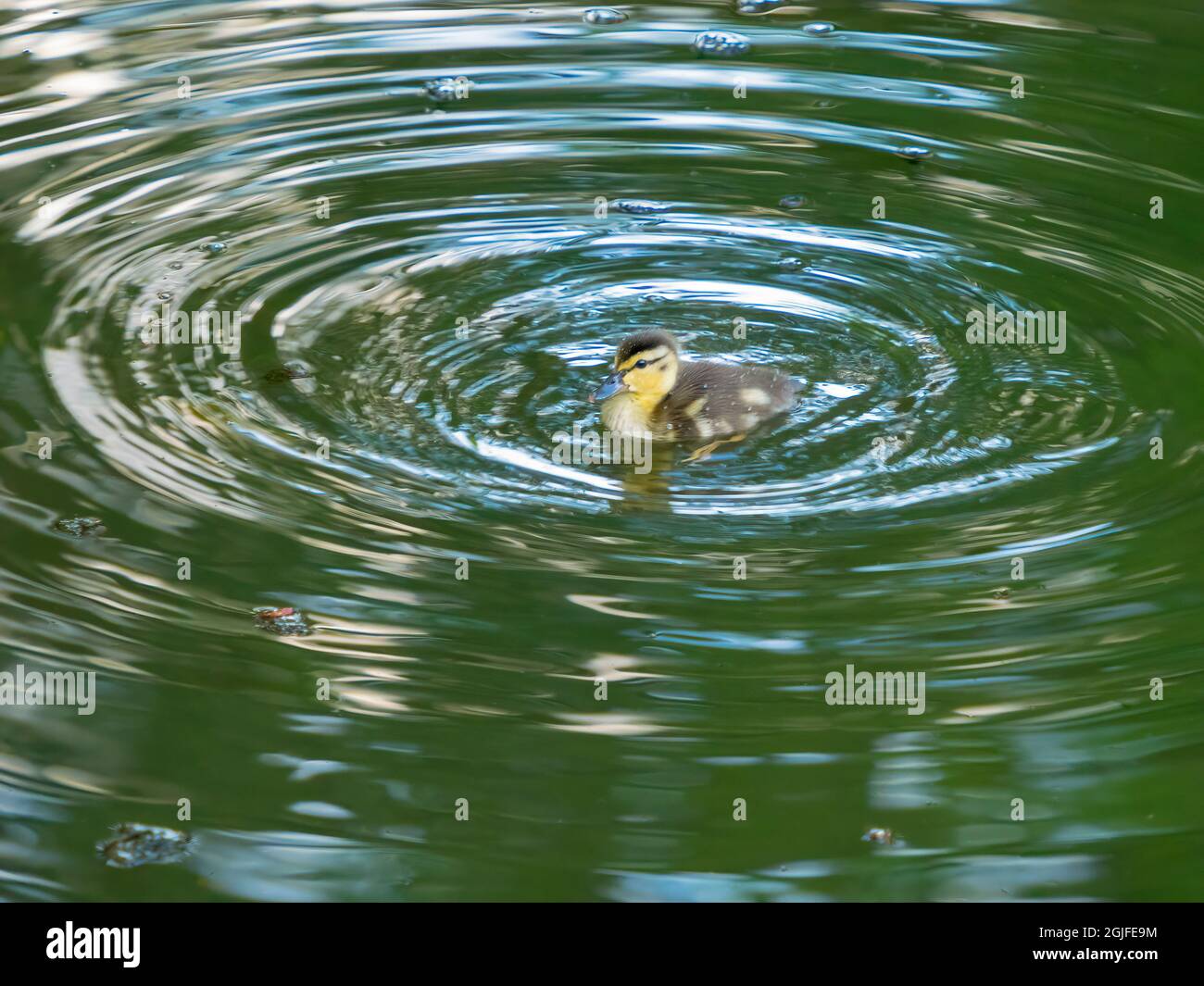 Washington State. Wood duck duckling Stock Photo Alamy