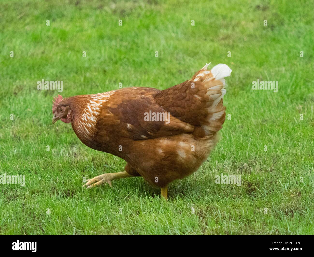 Washington State, ISA Brown chicken. Stock Photo
