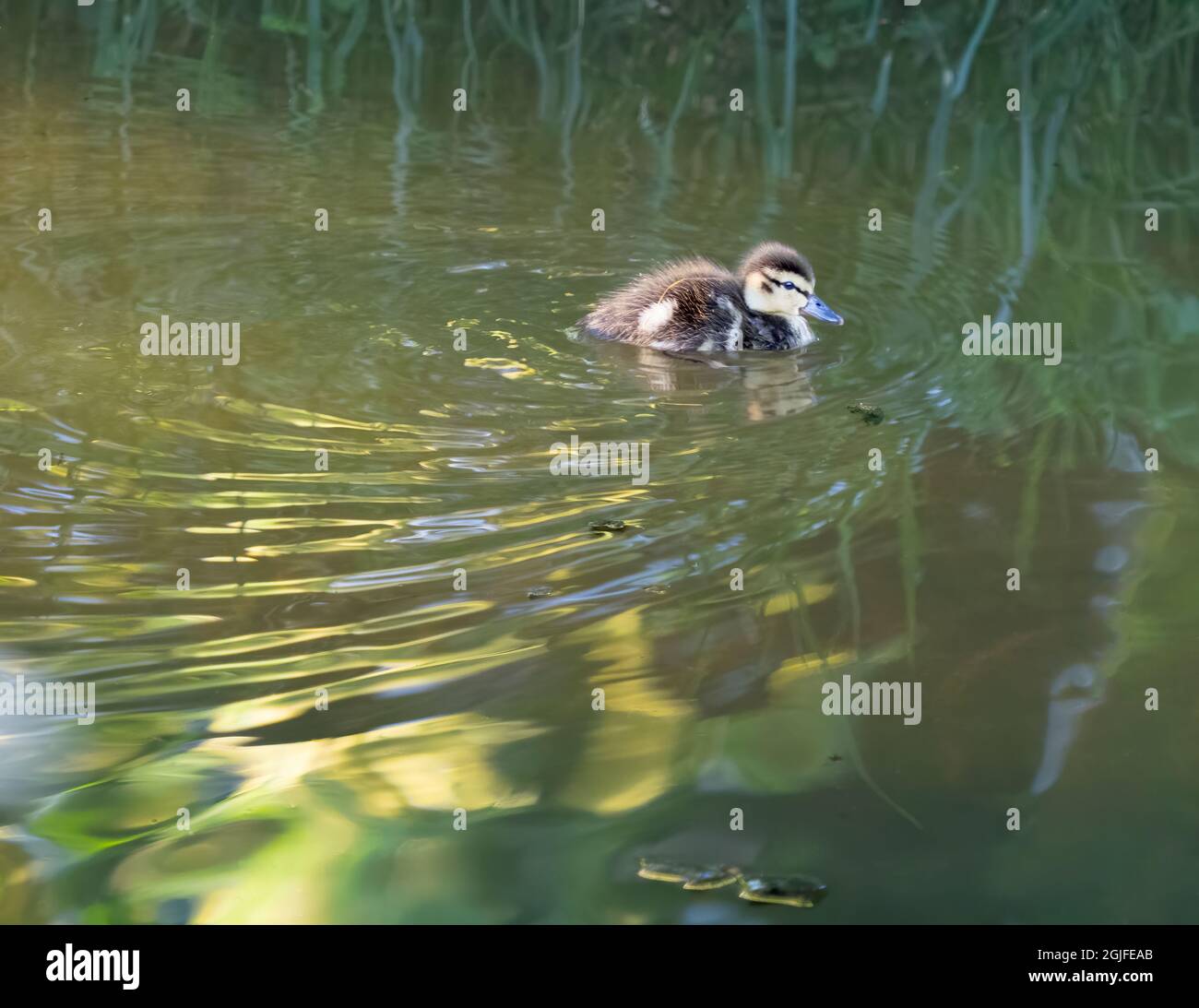Wood duck duckling hires stock photography and images Alamy