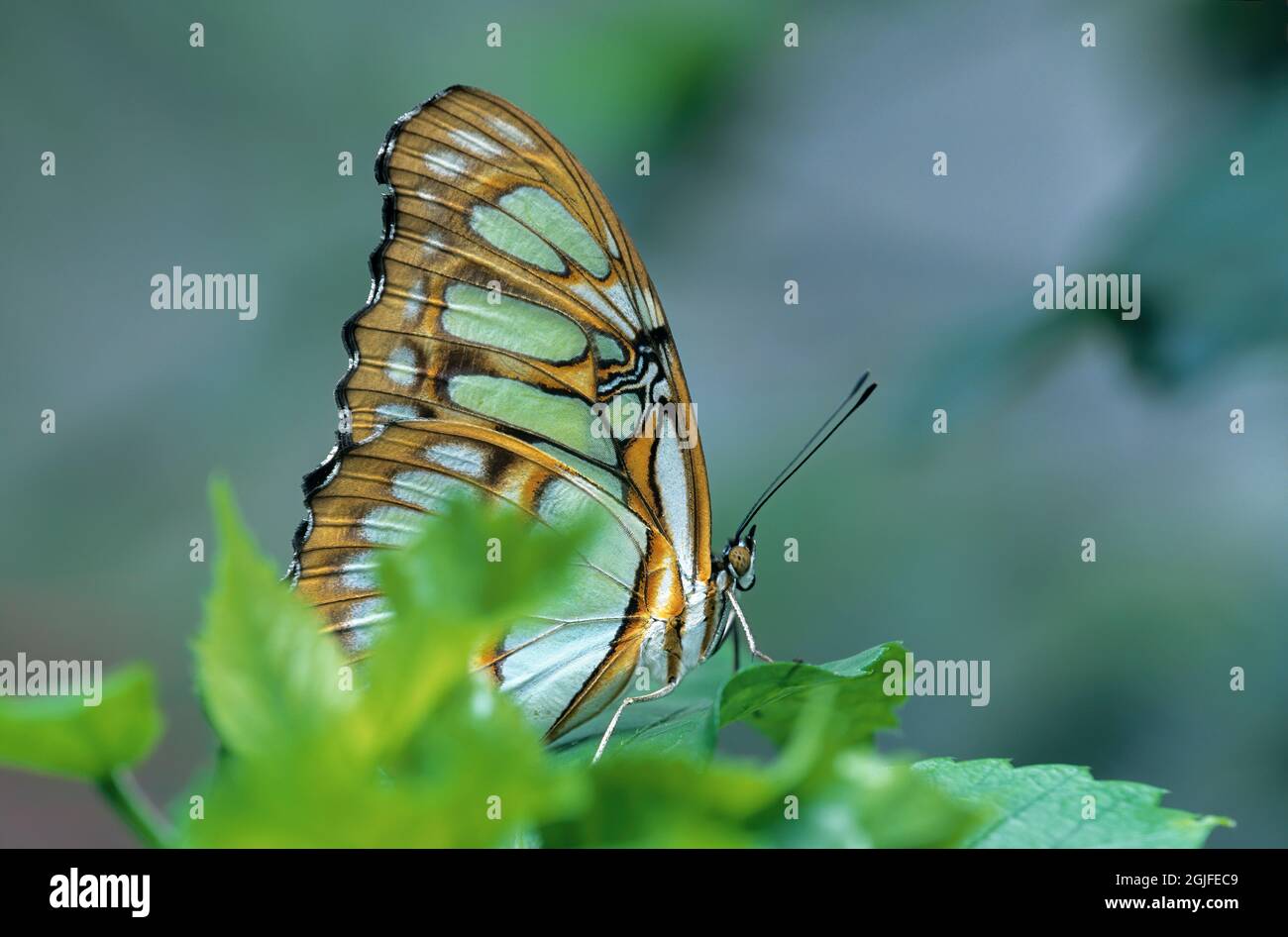 Washington State, Seattle. Butterfly, Malachite, standing on leaf Stock