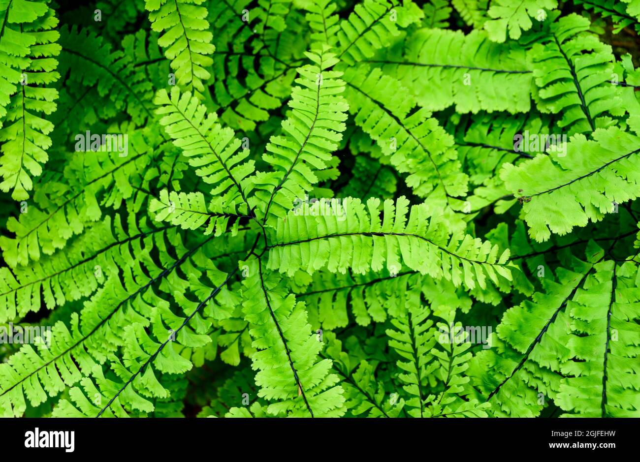 Maidenhair Fern, Quinault River Trail, Olympic National Park, Washington State Stock Photo
