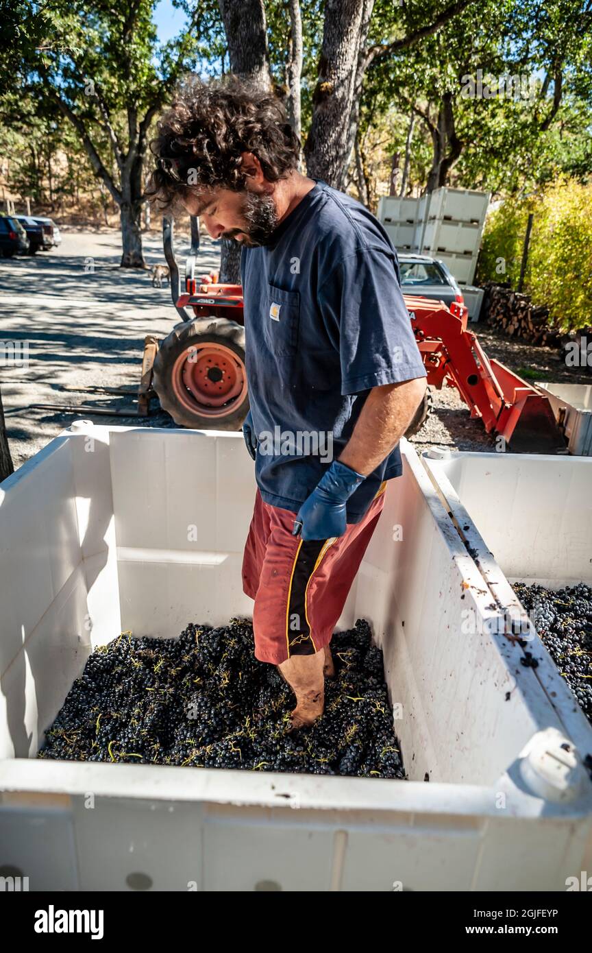 USA, Washington State, Lyle, Columbia River Gorge. Grape stomping at Syncline Wine Cellars during harvest season. Stock Photo