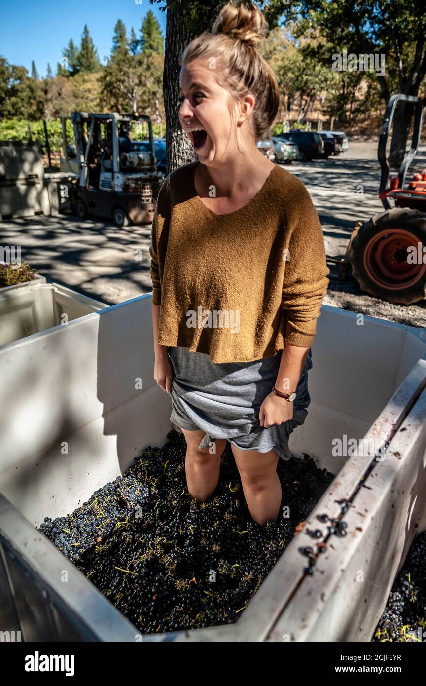 USA, Washington State, Lyle, Columbia River Gorge. Grape stomping at Syncline Wine Cellars during harvest season. Stock Photo