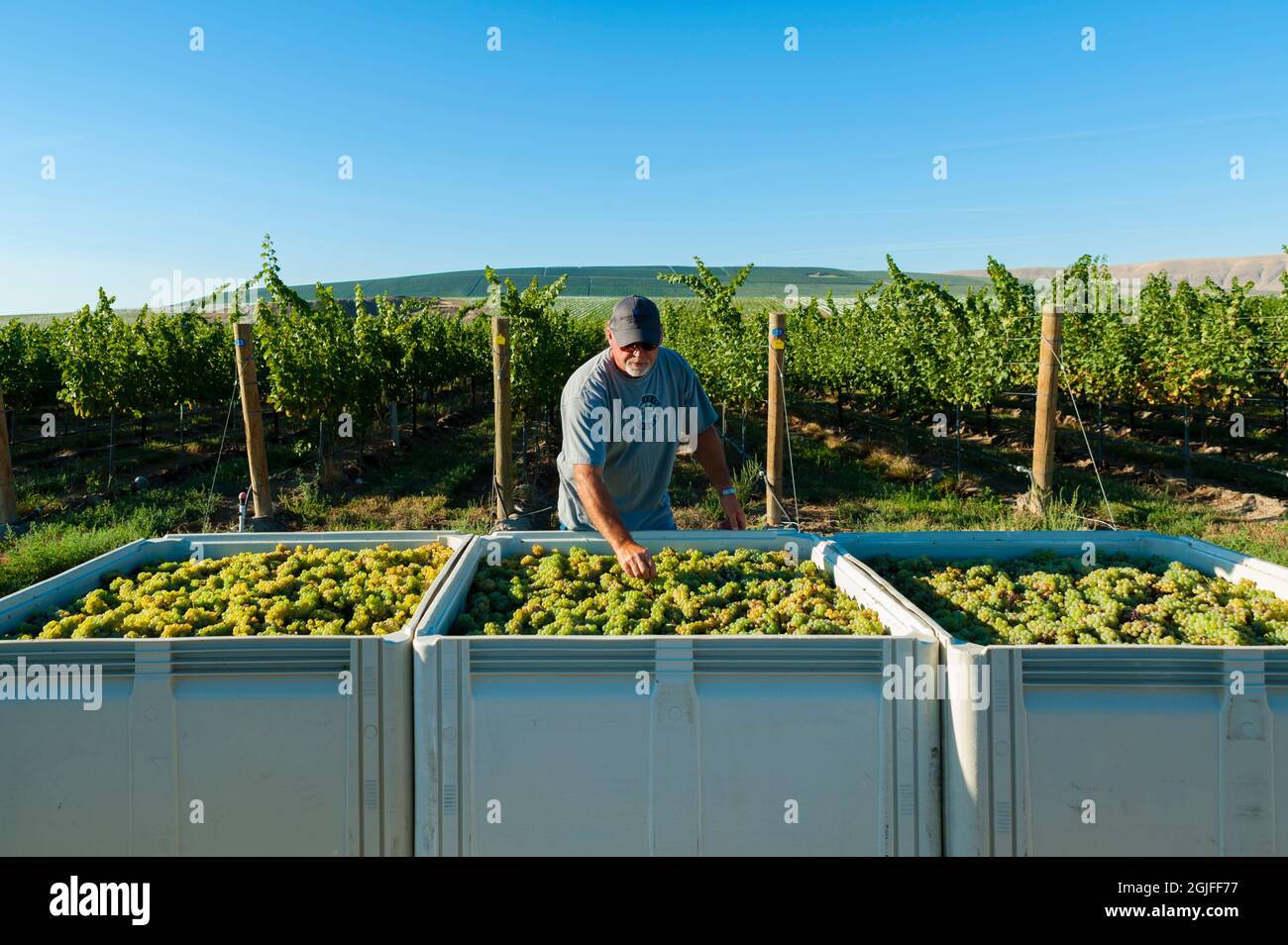 USA, Washington State, Red Mountain. Vineyard Manager Marshall Edwards inspects bins of Sauvignon Blanc grapes from Quintessence Vineyard at harvest. Stock Photo