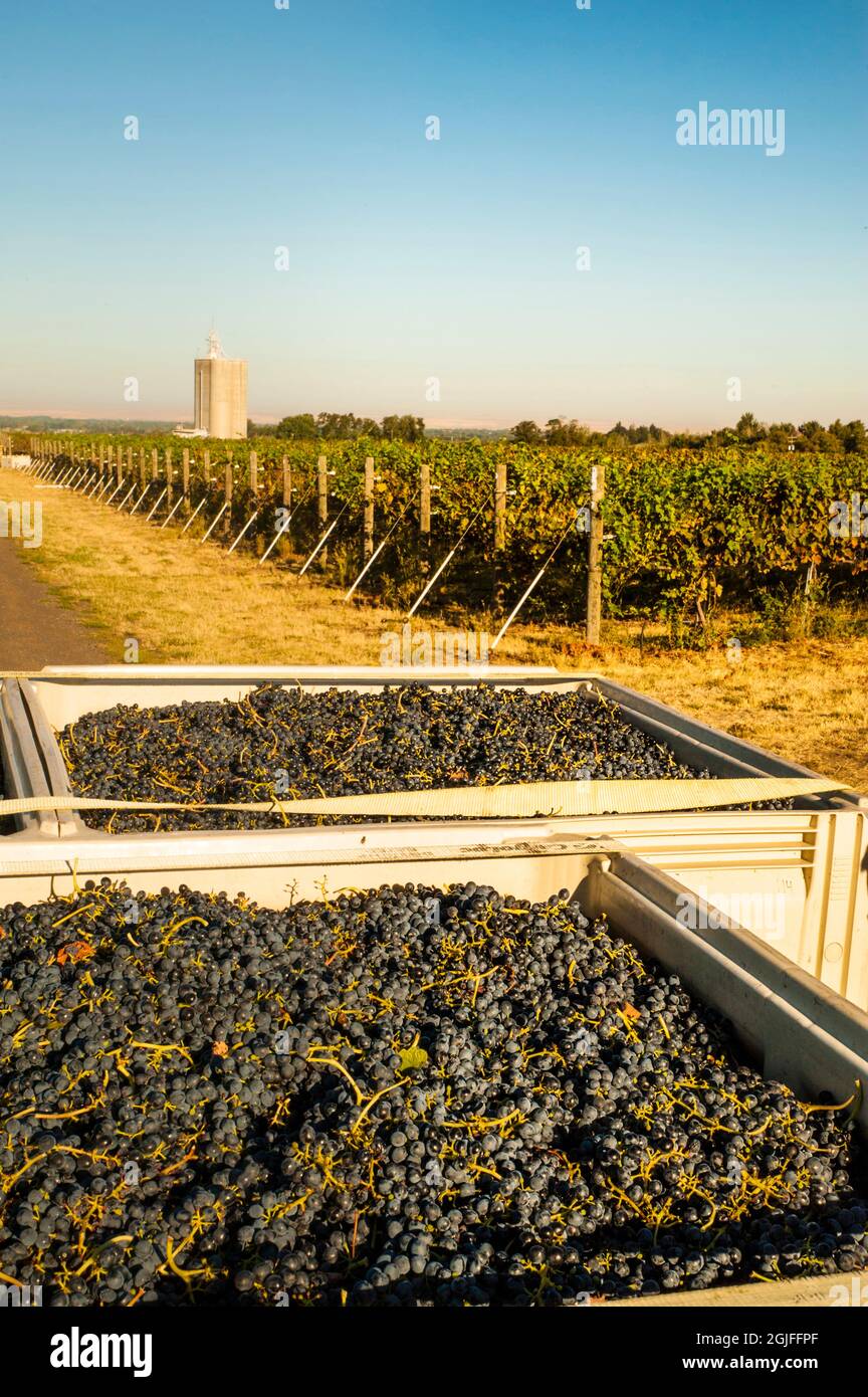 USA, Washington State, Walla Walla. Bins of Syrah grapes await loading during harvest. Stock Photo