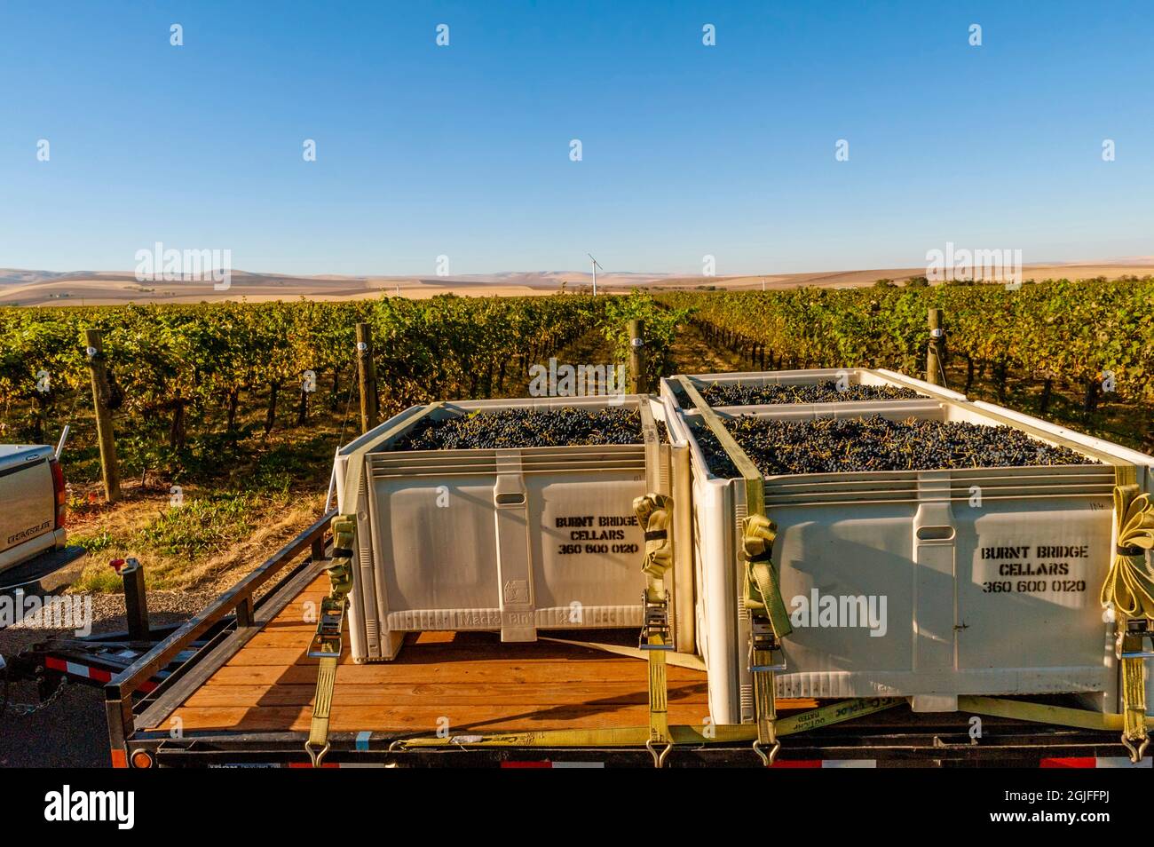 USA, Washington State, Walla Walla. Bins of Syrah grapes await loading during harvest. Stock Photo