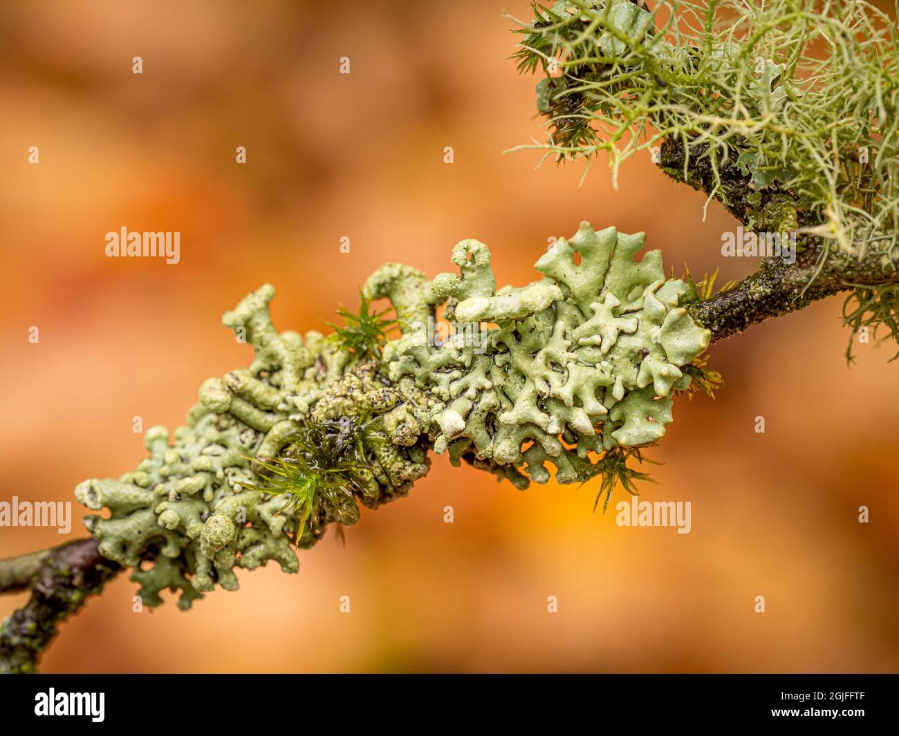 Foliose lichen on branch with moss, fruticose lichen at top right, rainy fall day makes lichens swell and expose their color, Seattle, Washington Stock Photo