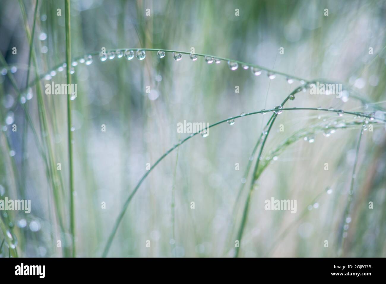 Washington State, Bellevue. Water Drops on Grass Stock Photo