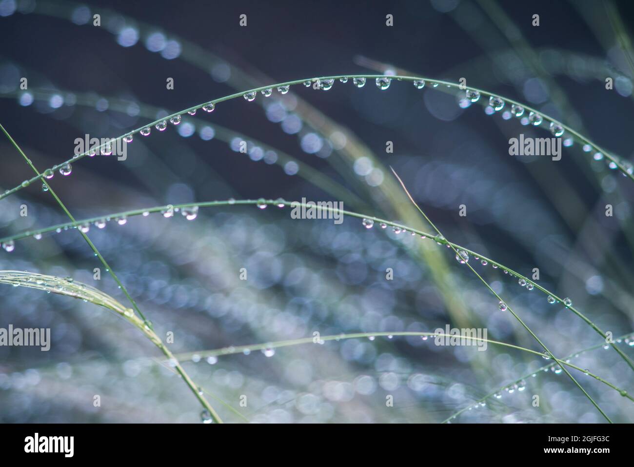 Washington State, Bellevue. Water Drops on Grass Stock Photo