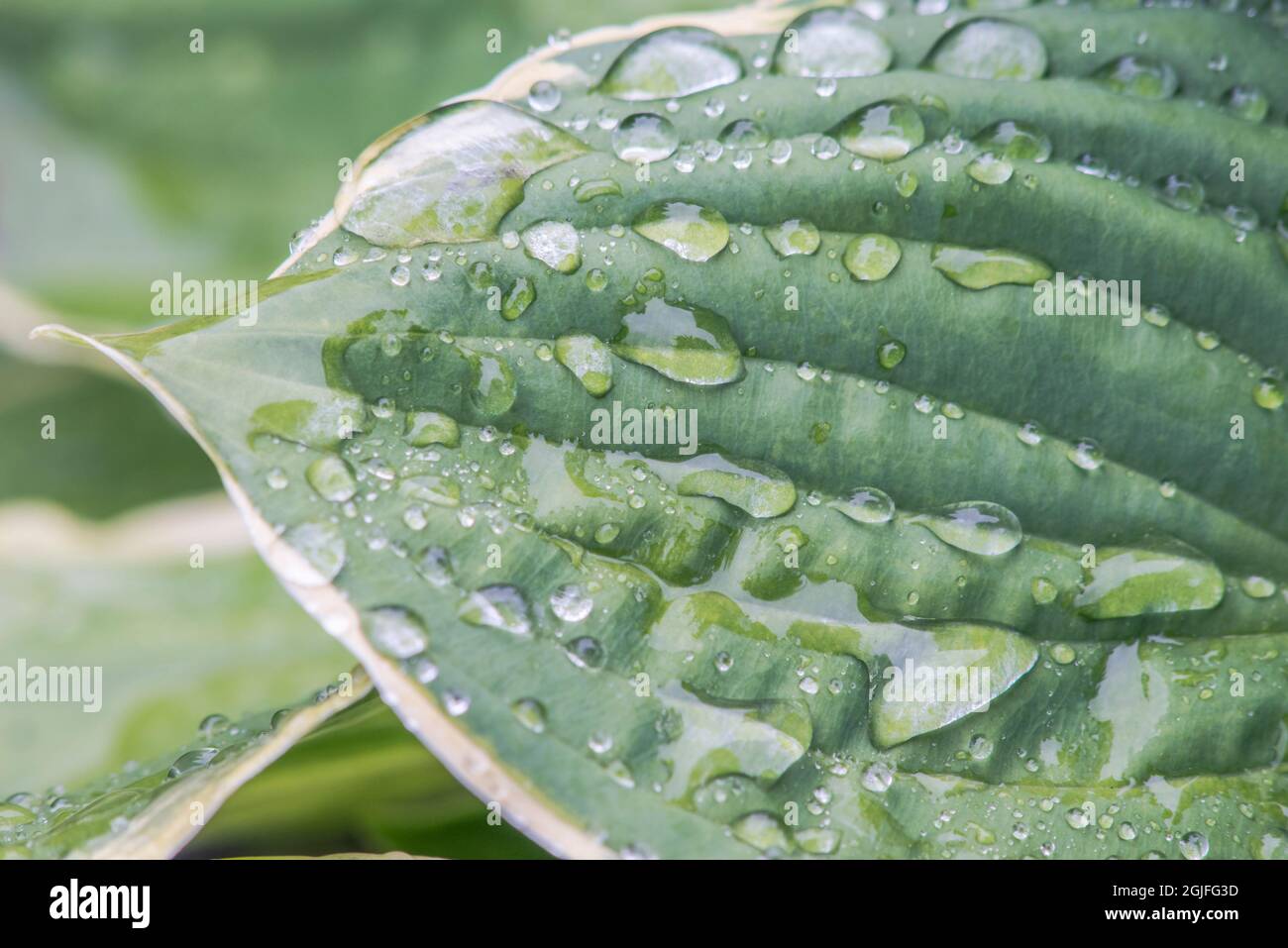 Washington State, Bellevue. Water Drops on Hosta Stock Photo