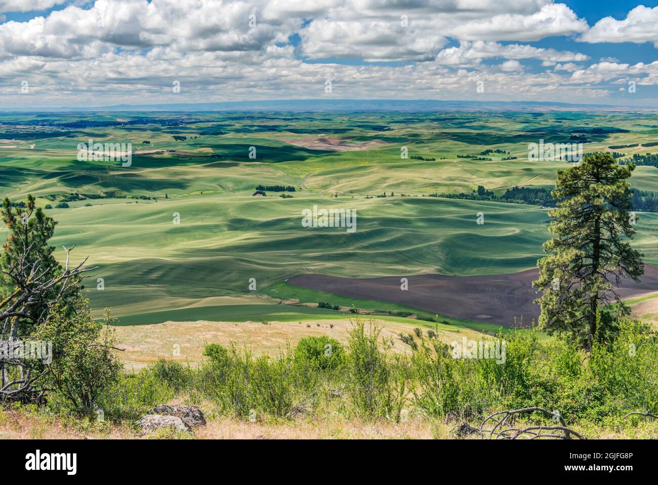 Washington State, Whitman County. Kamiak Butte County Park, looking