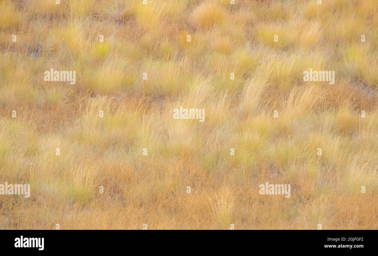 USA, Washington State, Eastern Washington Palouse and soft focus on
