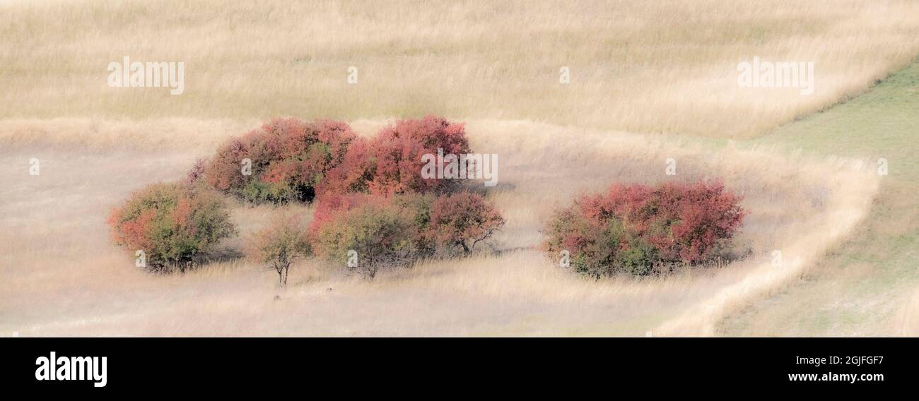 USA, Washington State, Easter Washington Palouse in late summer grasses and low growing shrubs Stock Photo