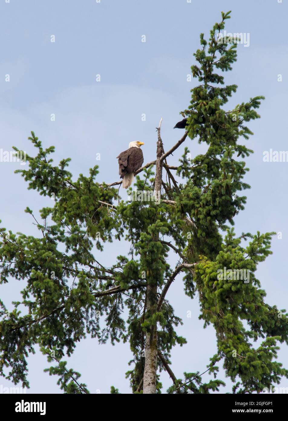 USA, Washington State. Northwestern crow harasses Bald Eagle during
