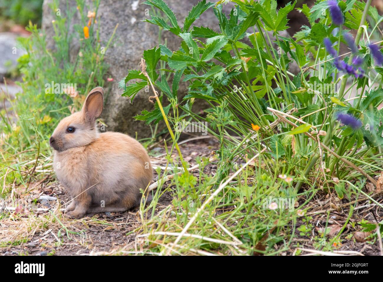 USA, Washington State, Langley. Feral European grassland rabbits, some ...