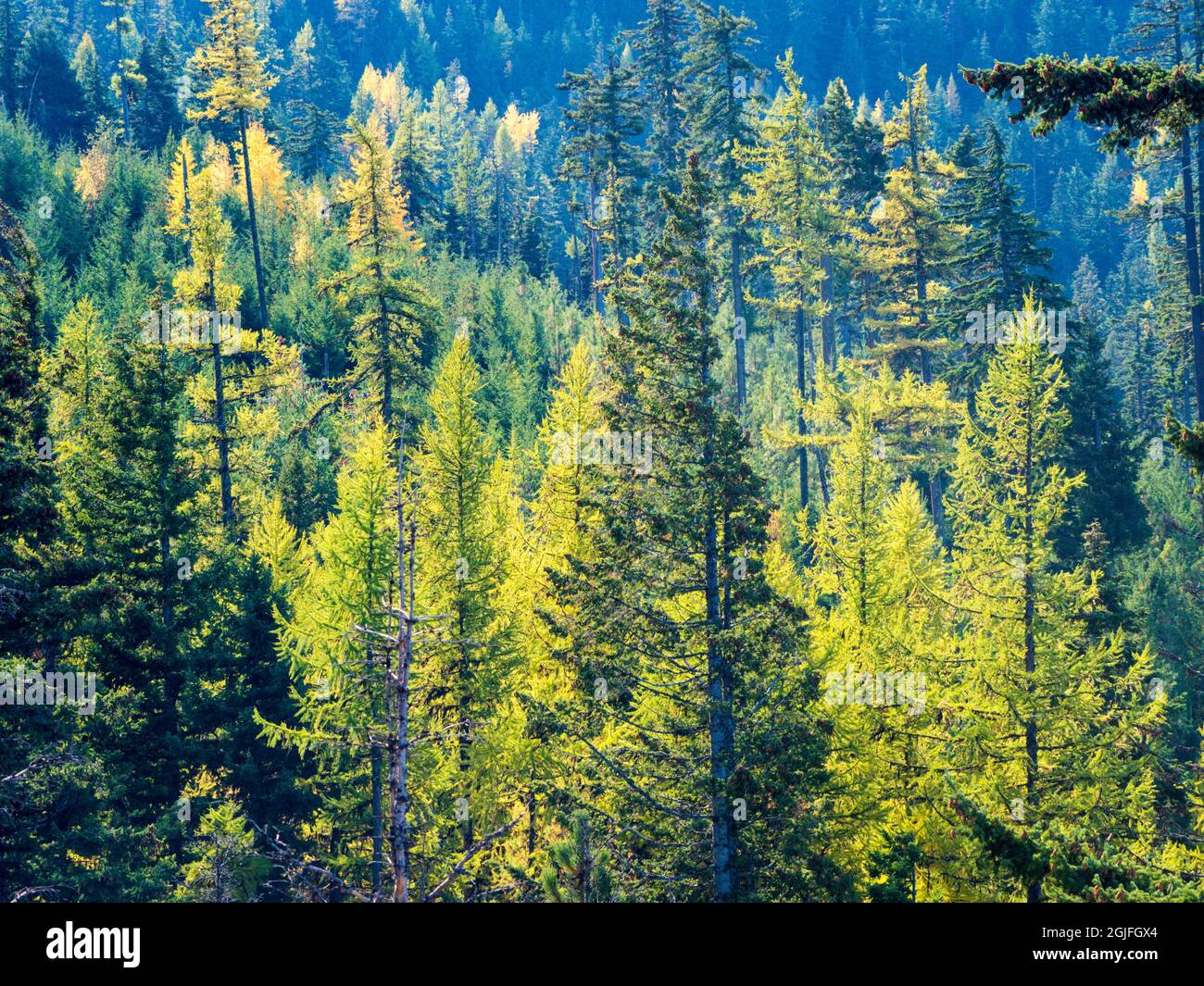 USA, Washington State. Autumn color with yellow and green. Stock Photo