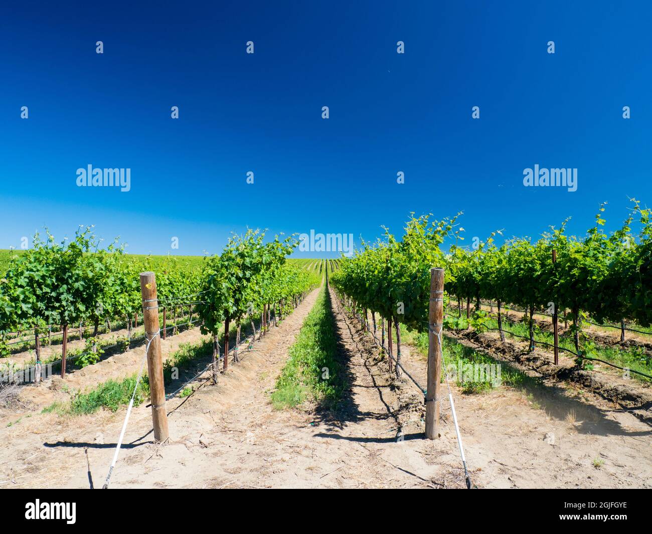 Yakima Valley vineyards Summer green fields Stock Photo Alamy