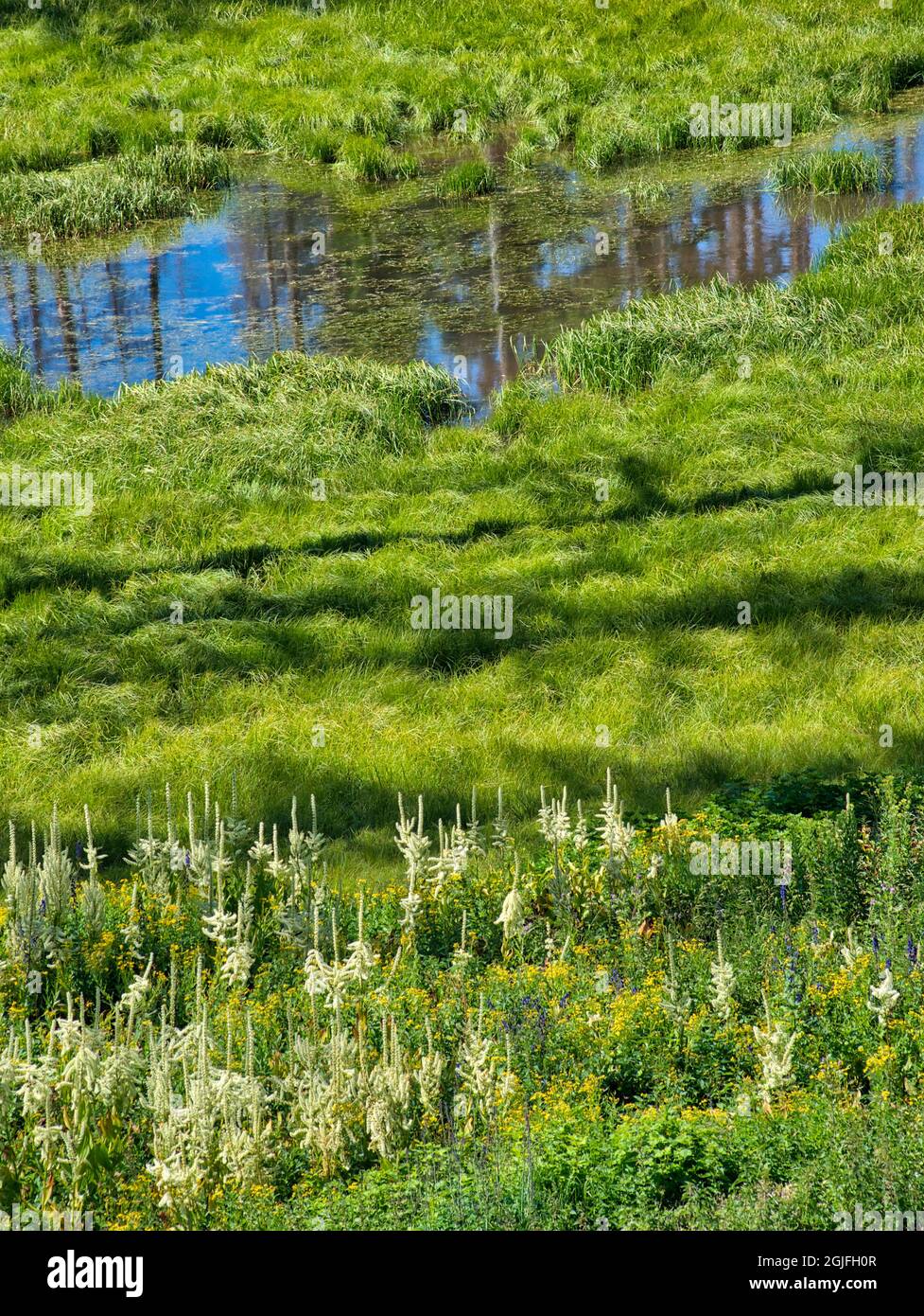 Washington mountain wildflowers hi-res stock photography and images - Alamy