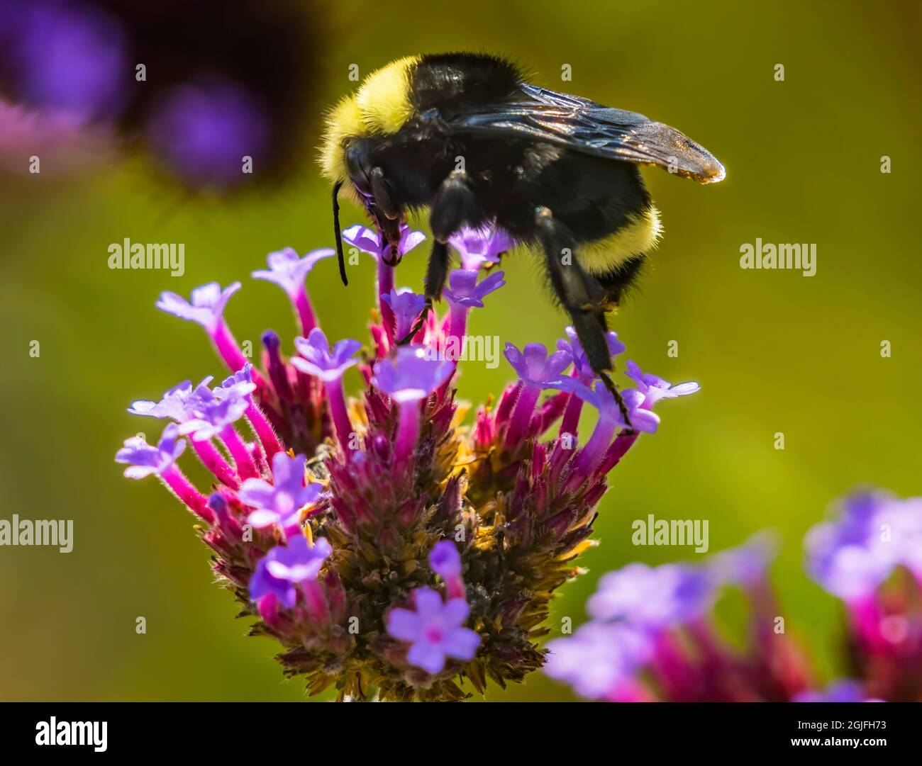 Yellow bumblebee Feeding on Nectar blue Butterfly Bush Botanical Garden, Bellevue, Washington State. Stock Photo