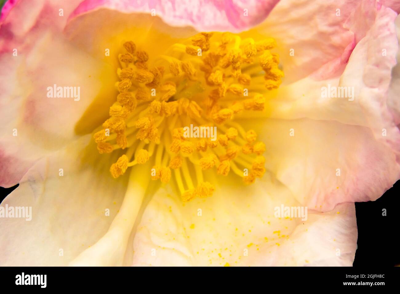 Pink white Camellia Shrub Blooming macro, Bellevue, Washington State. Camellia is native to China Stock Photo