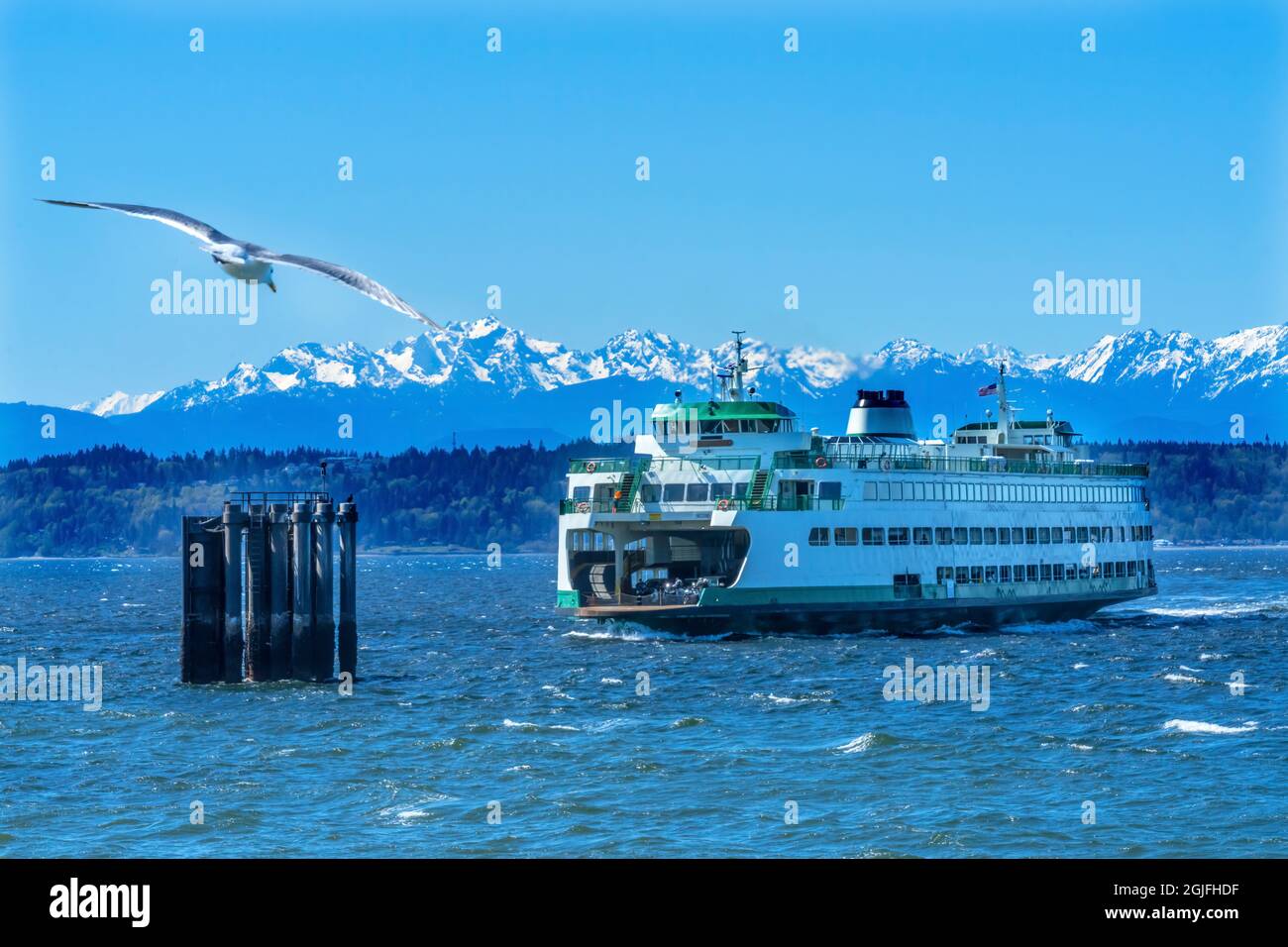 Seagull and Washington State Ferry, Olympic Mountains, Edmonds ...