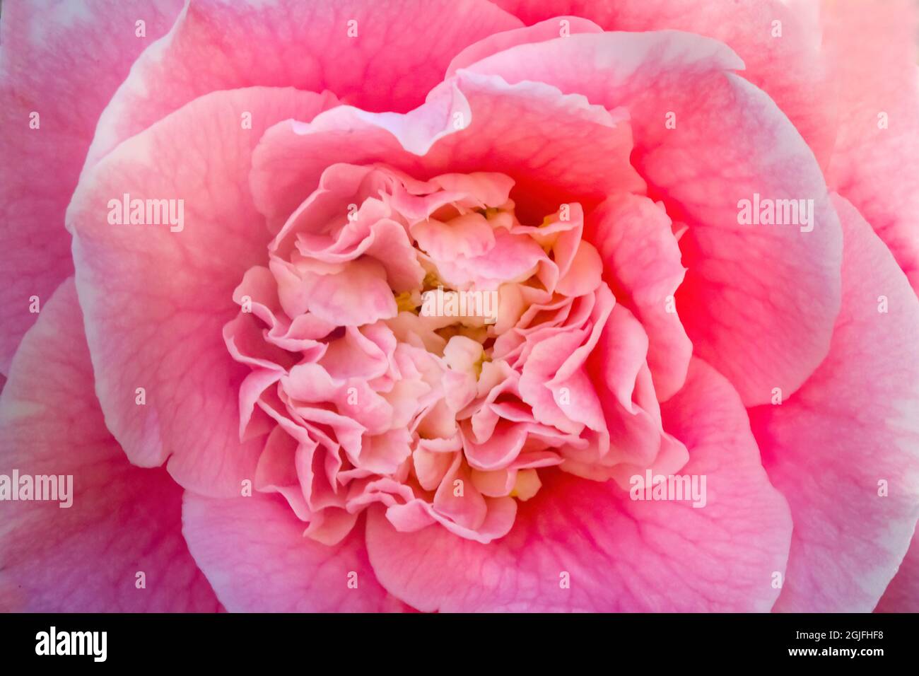 Pink Camellia Reticulata blooming. Common to China and Japan Stock Photo