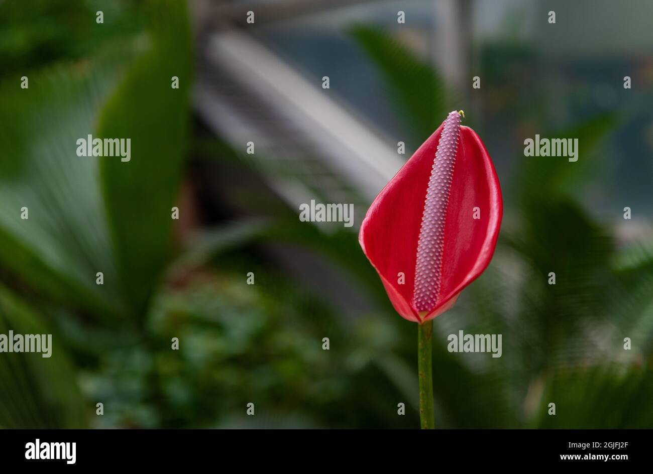 A closeup picture of a Painter's Palette flower Stock Photo Alamy