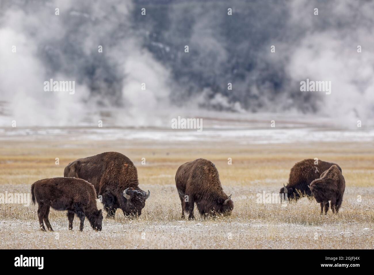 American Bison in meadow with light dusting of snow, Yellowstone ...