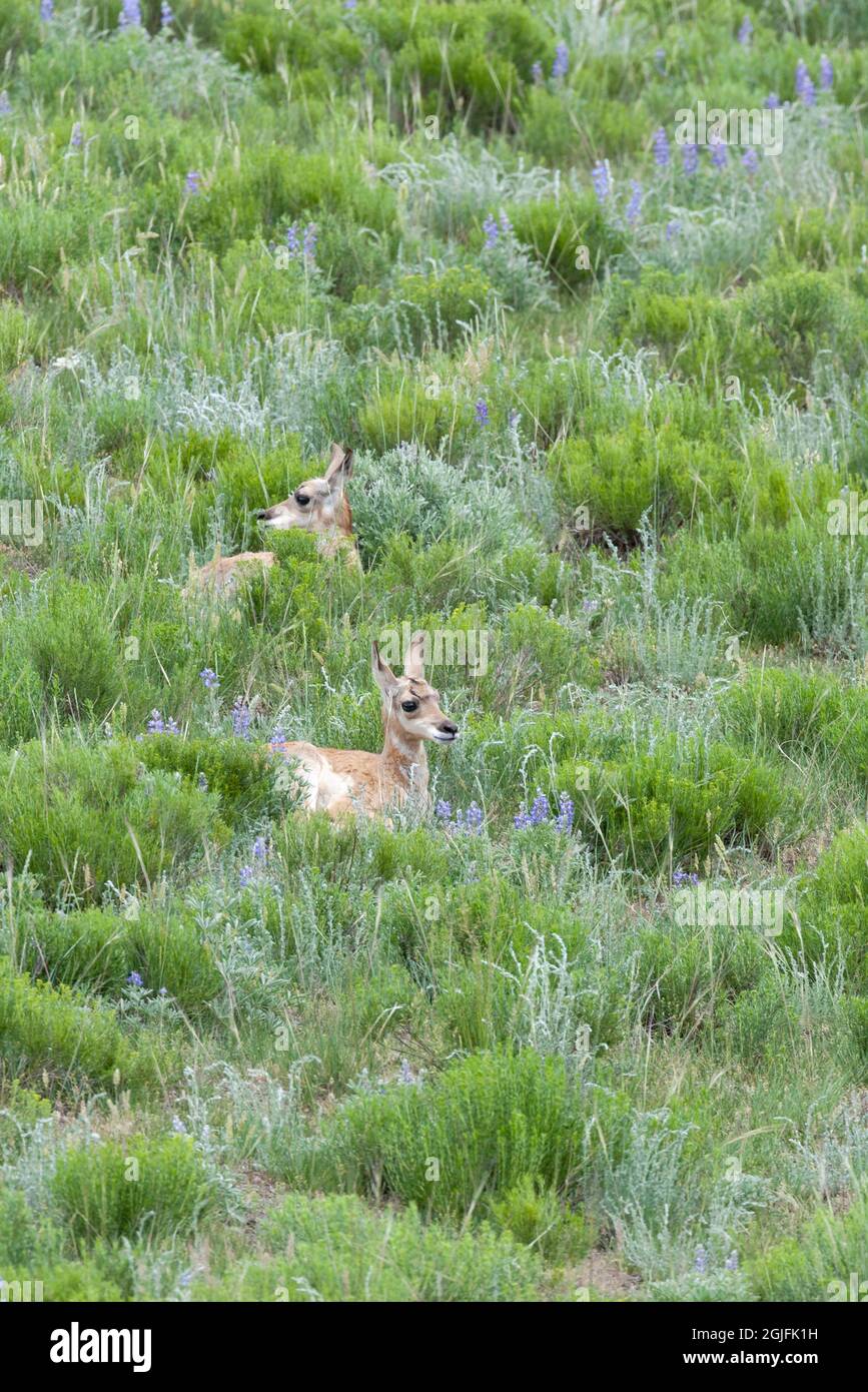 Yellowstone National Park, two baby pronghorn antelope lie nestled in the lupine. Stock Photo