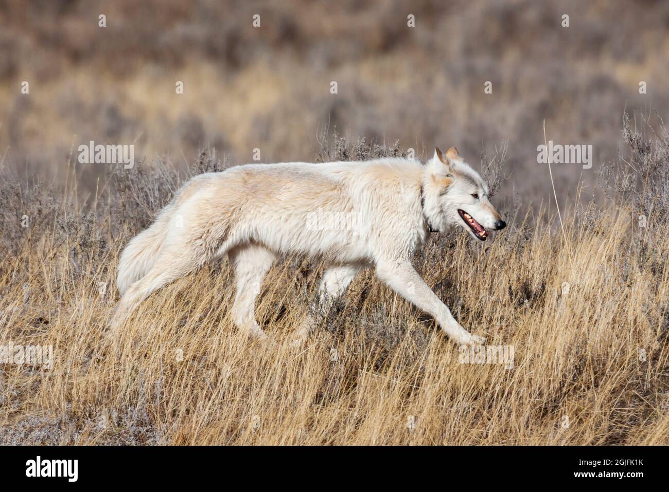 female white wolf