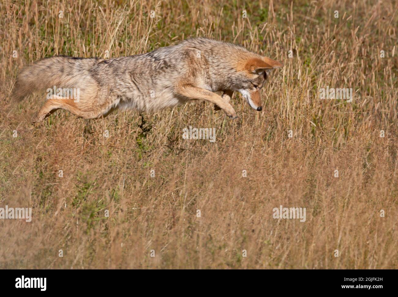 Yellowstone National Park. A coyote makes a leap to hopefully catch a rodent. Stock Photo