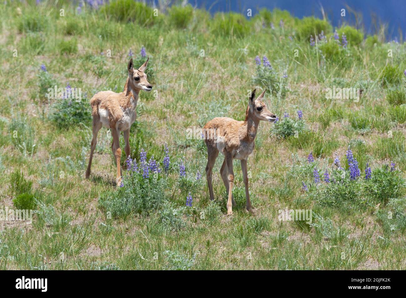 Yellowstone National Park. Two baby pronghorn antelope stand among the lupine on a green slope. Stock Photo