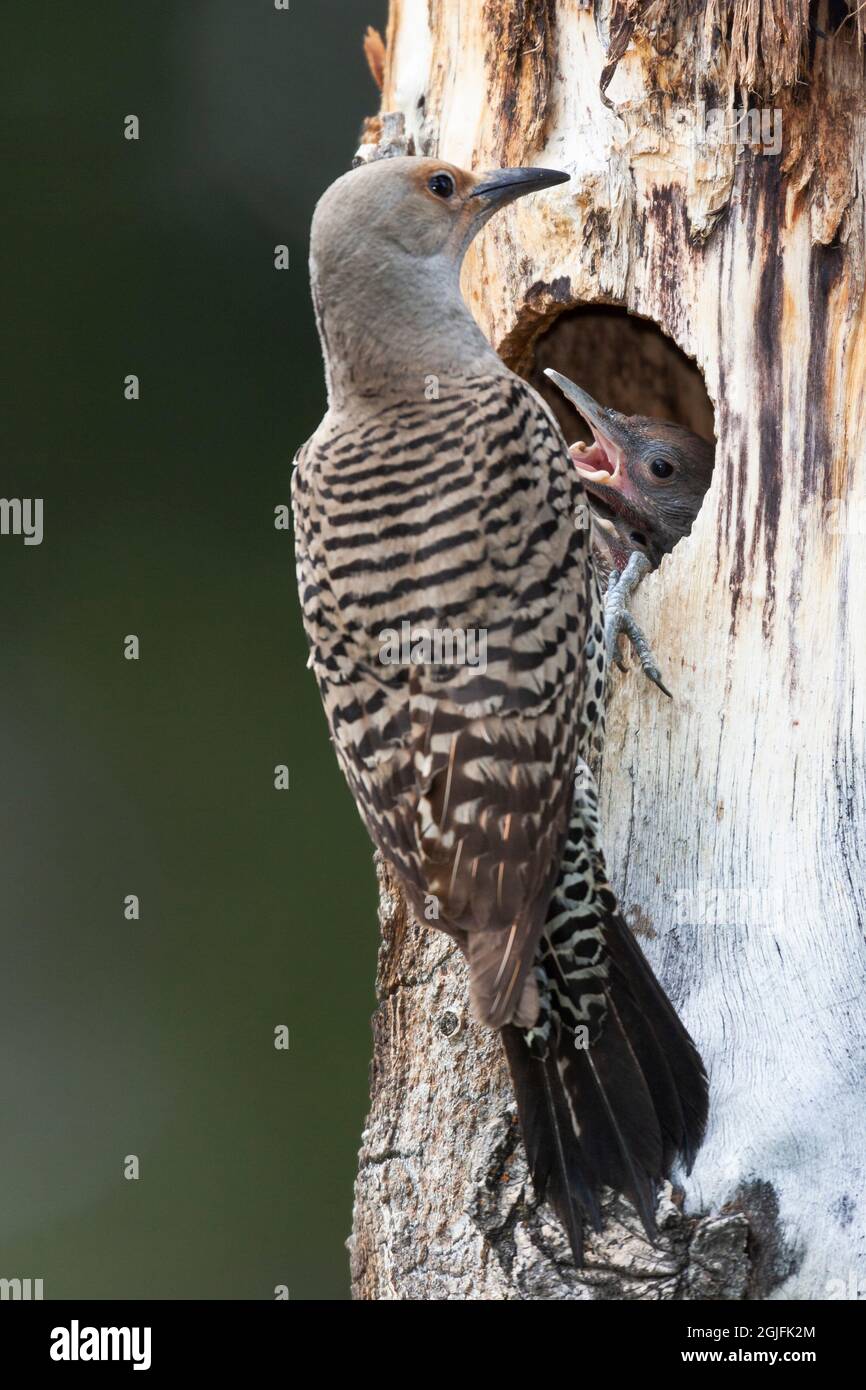 Yellowstone National Park. A female northern flicker is at the nest hole while its young begs for food. Stock Photo
