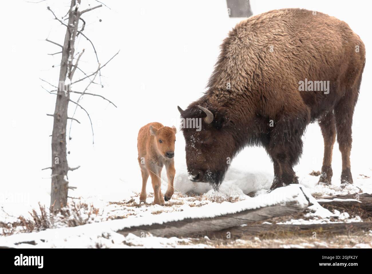 Yellowstone National Park. A female American bison feeds while her new ...