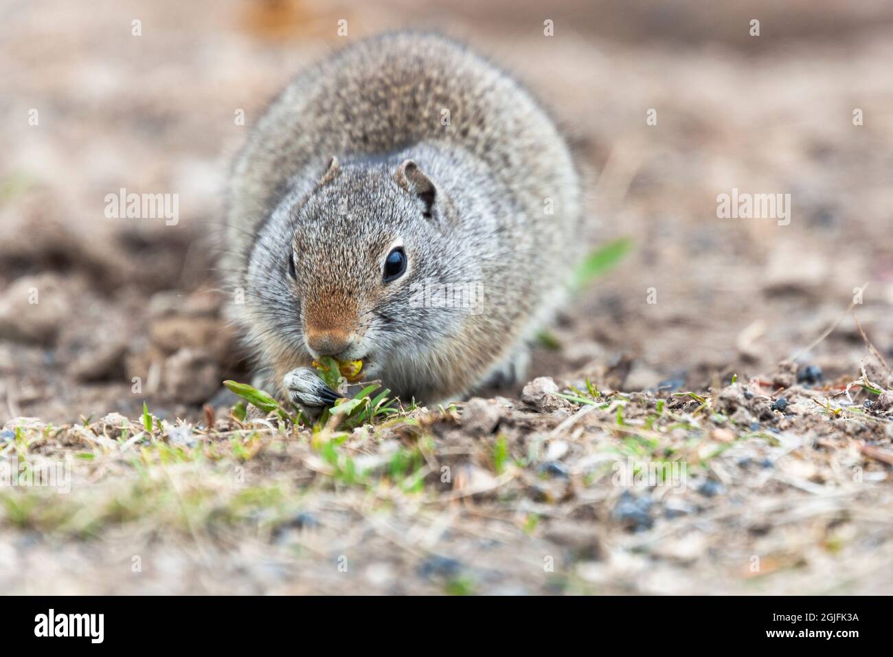 Yellowstone National Park. Portrait of a Richardson's ground squirrel ...