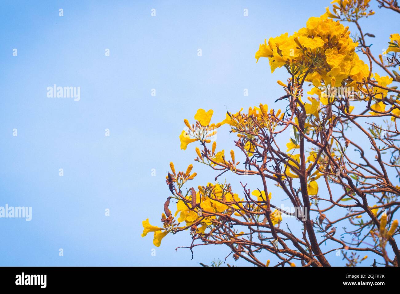 yellow flowers blossom in spring summer bluer sky background lively season holday concept idea Stock Photo