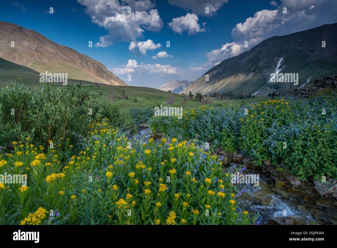 Arnica and bluebell wildflowers next to creek, Absaroka Mountains near Cody and Meeteetse, Wyoming, USA. Stock Photo