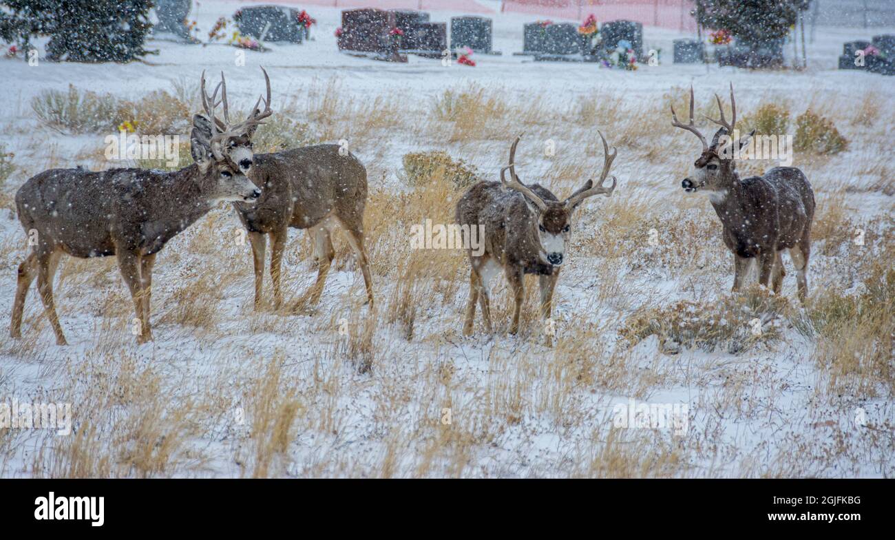 Mule Deer Bucks look for food in cemetery during snowstorm, Rawlins, Wyoming, USA. Stock Photo
