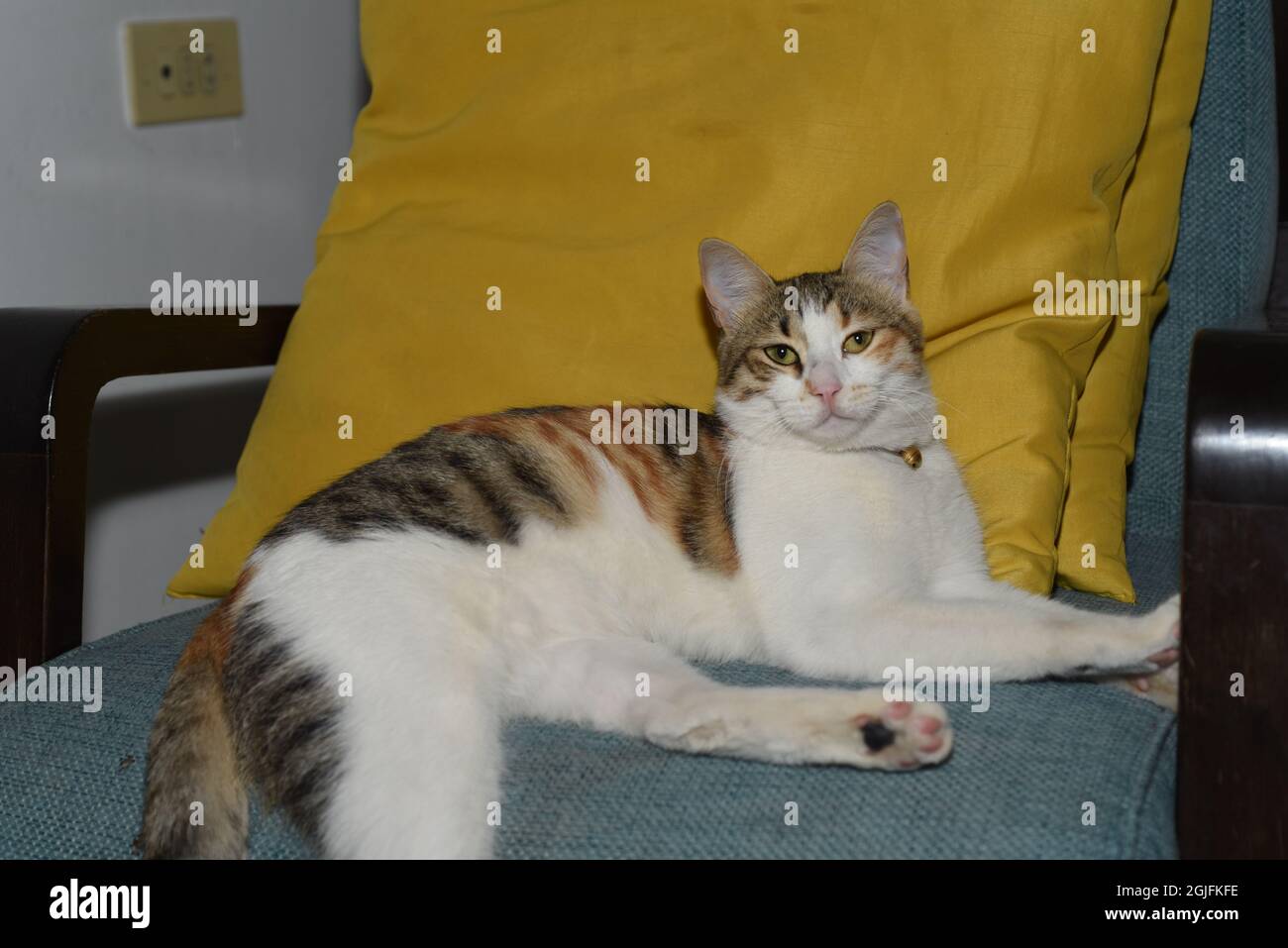 cat sitting on the sofa Stock Photo