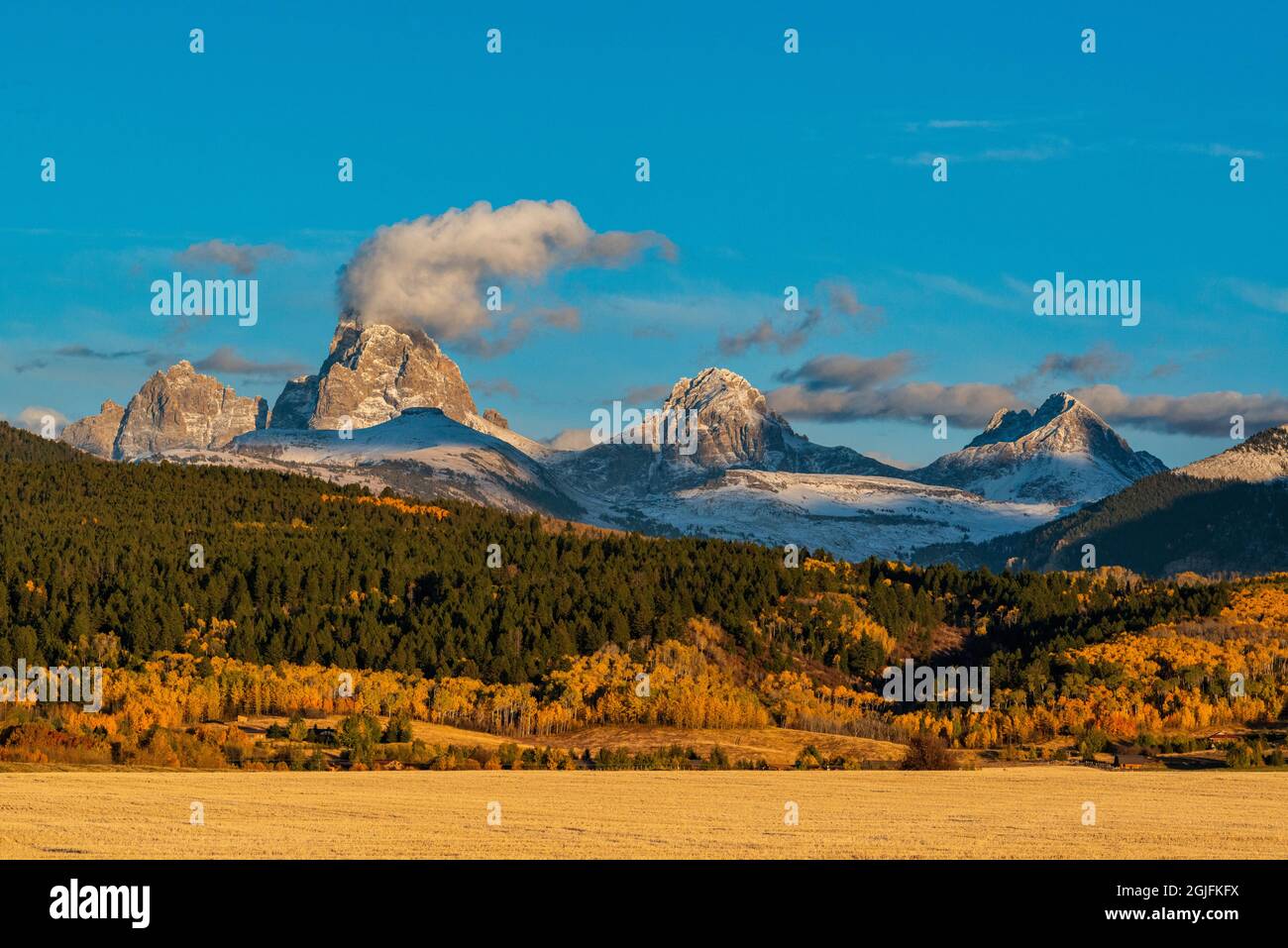 Usa, Wyoming. Golden aspen trees, fall foliage near Jackson, Wyoming
