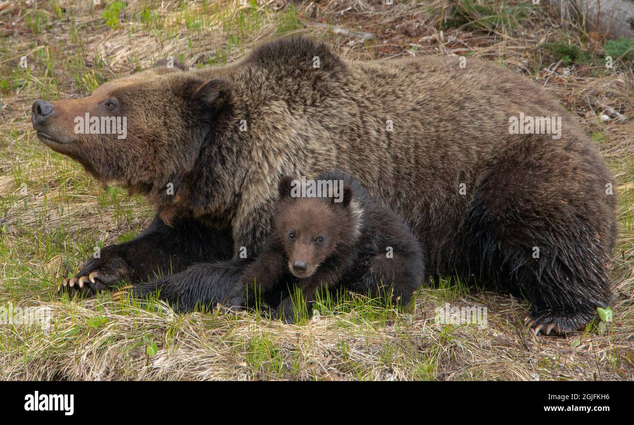 Natal Year Hi Res Stock Photography And Images Page 4 Alamy