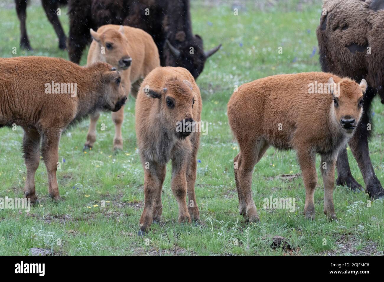 USA, Wyoming. Bison and calves in a spring snow shower, Yellowstone National Park. Stock Photo