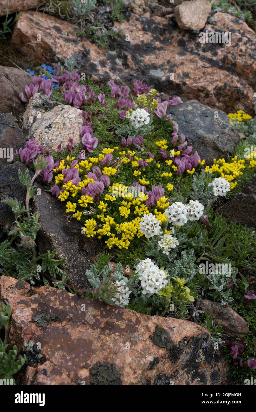 USA, Wyoming. Alpine wildflowers growing among rocks, Beartooth Pass. Stock Photo