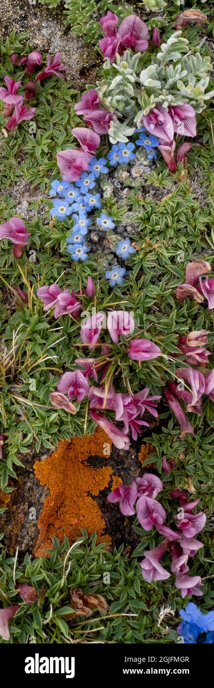 USA, Wyoming. Alpine forget-me-not and dwarf clover, growing among lichen covered rocks, panoramic, Beartooth Pass. Stock Photo