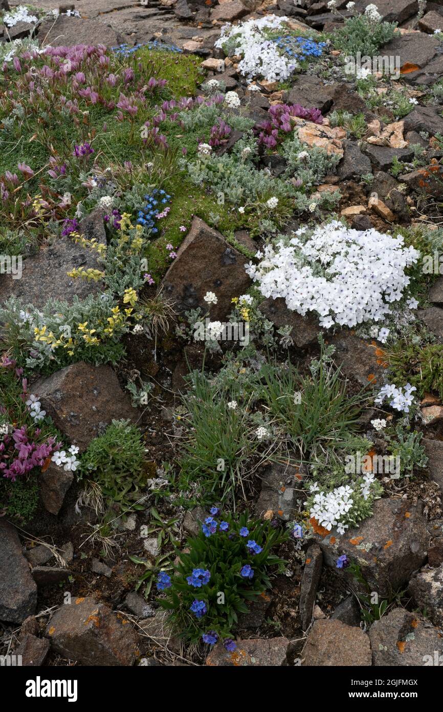 USA, Wyoming. Alpine wildflowers growing among rocks, Beartooth Pass. Stock Photo